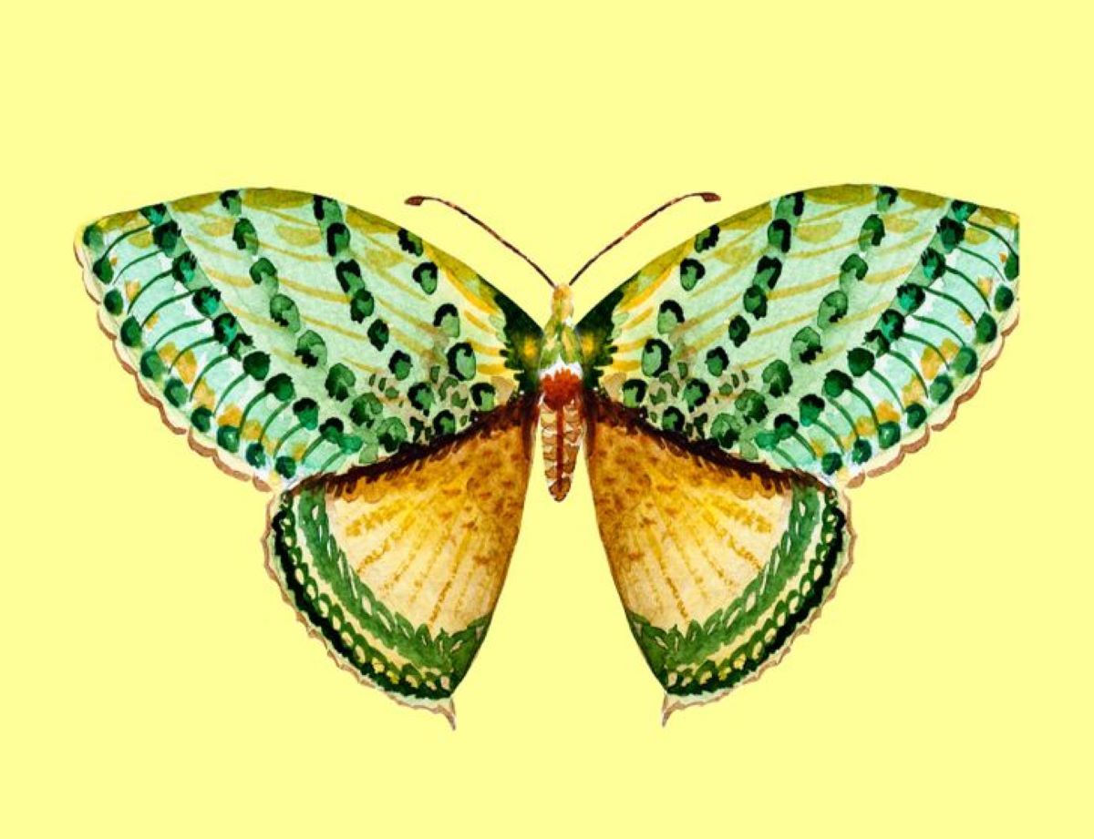 motýl zelená křídla