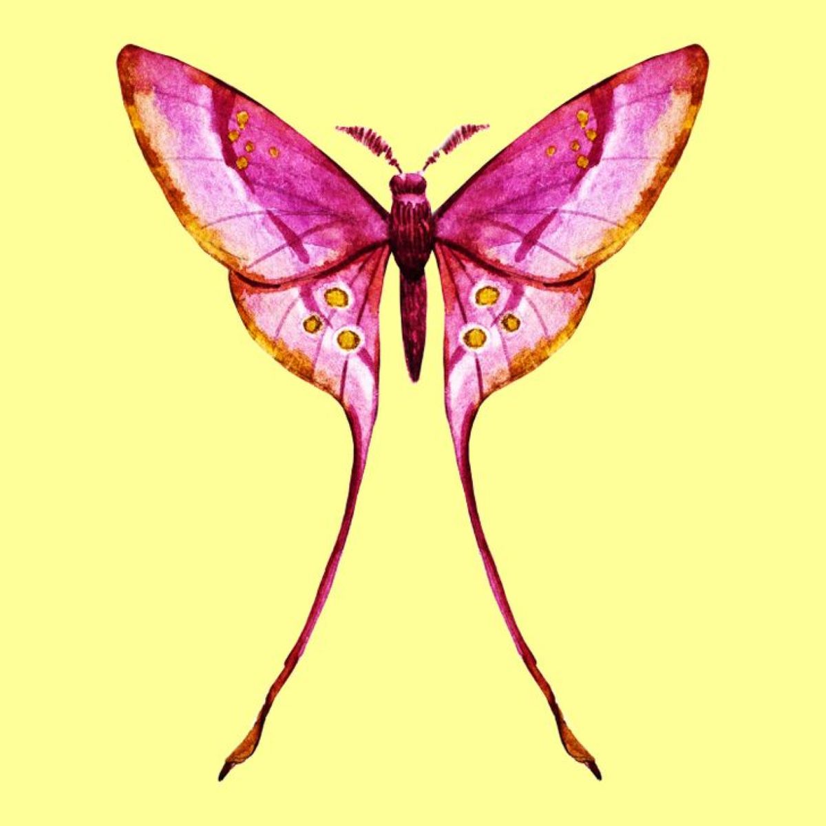 motýl růžová béžové pozadí
