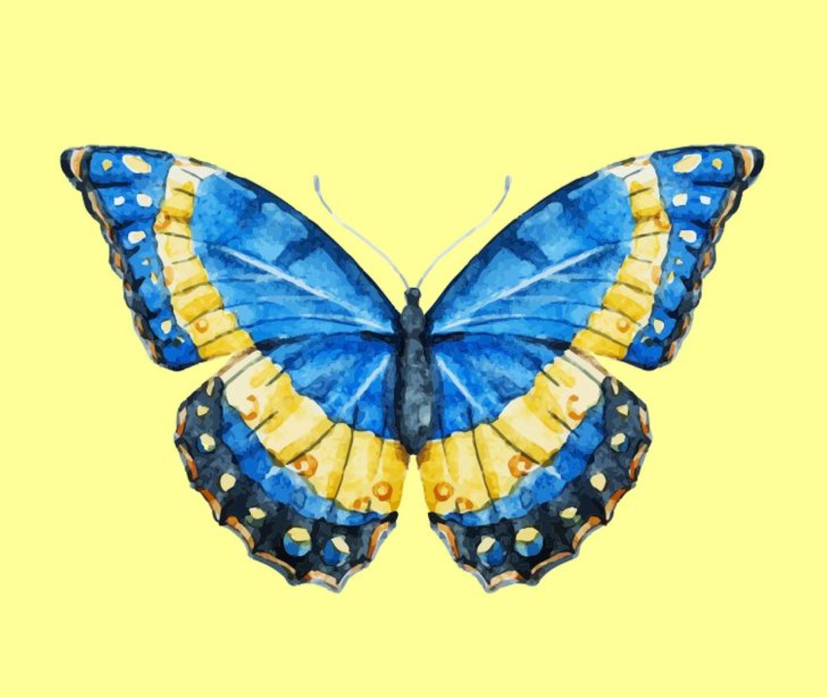 motýl modrá půlkruh