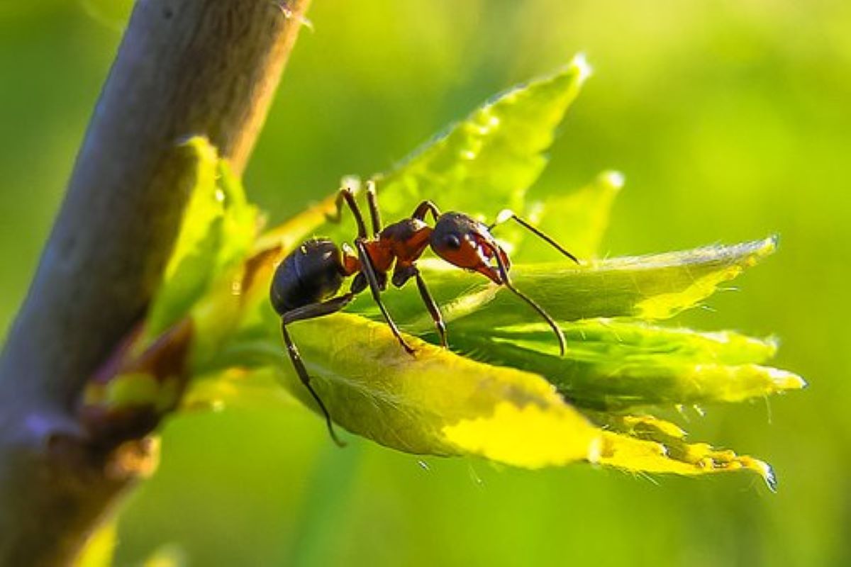 mravenec list větev