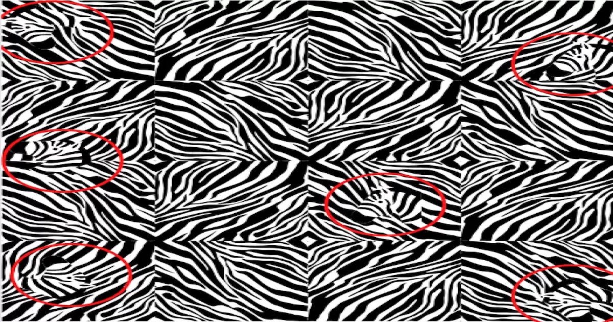 opticka-iluze-zebra-reseni