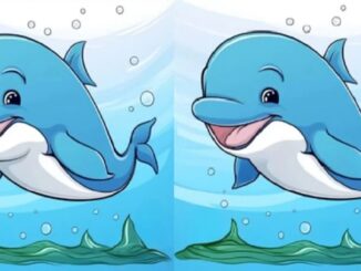 rozdíly delfín