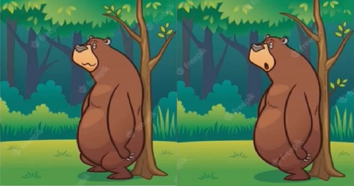 rozdíly medvěd