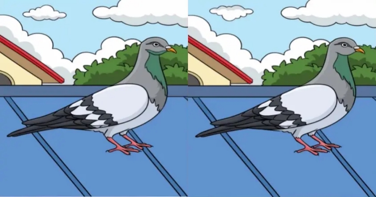 rozdíly holub