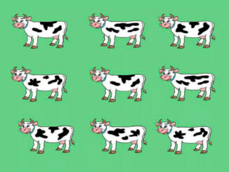 test krávy