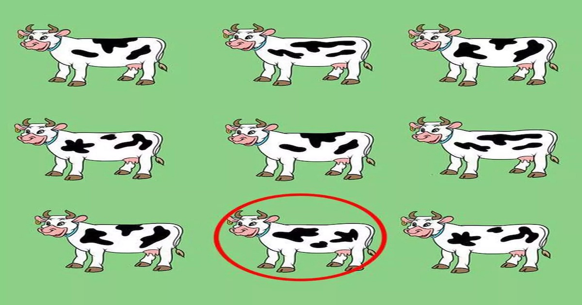 Test kráva řešení