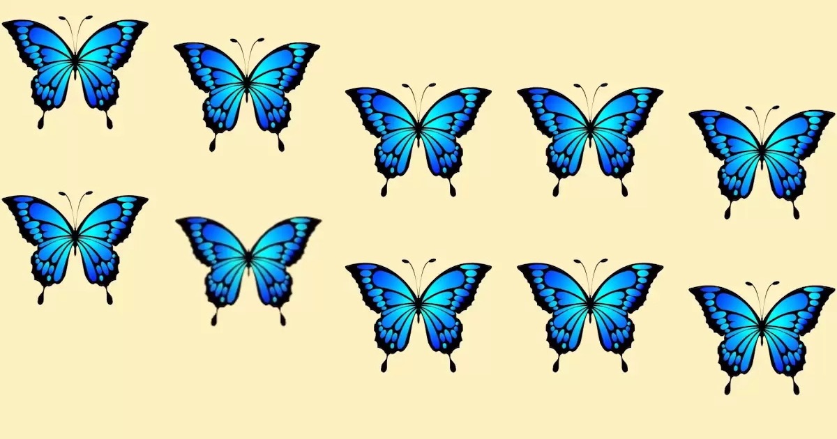 motýli