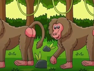 Rozdíly opice