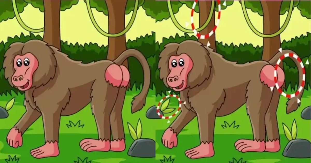 Rozdíly opice řešení