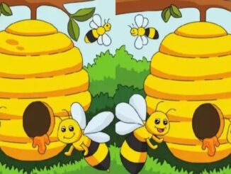 Rozdíly včely