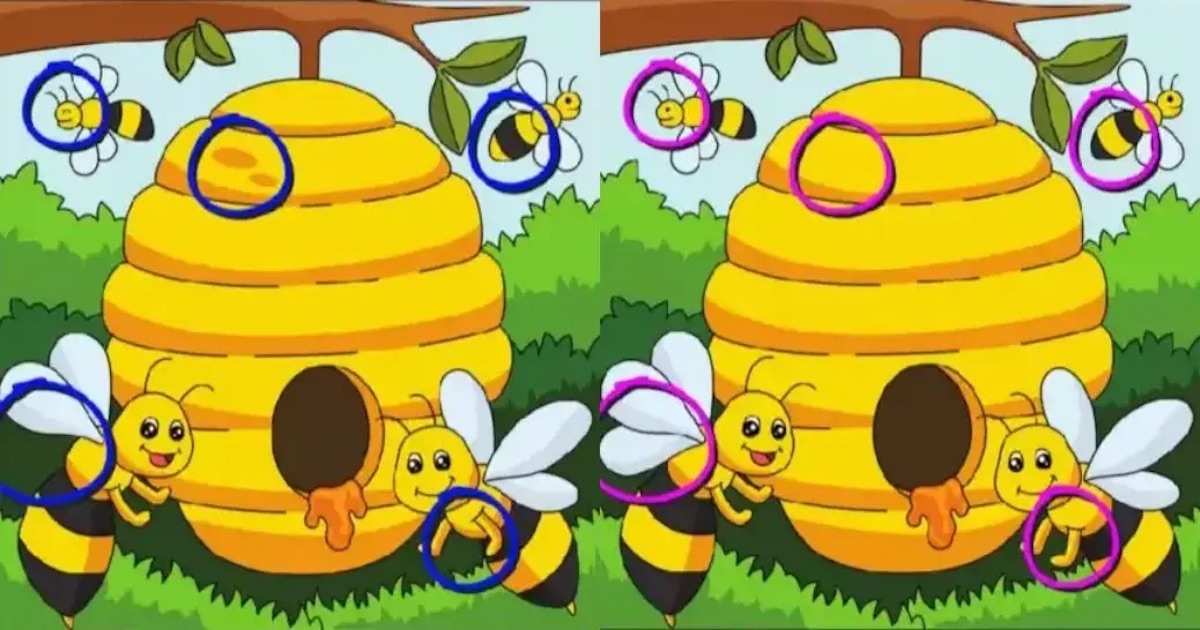 Rozdíly včely řešení