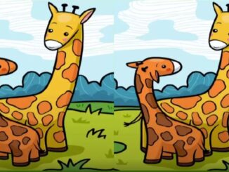 hledání rozdílů žirafy zadání