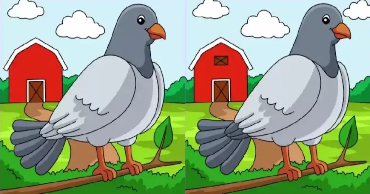 Rozdíly holub