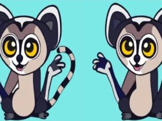 Rozdíly lemur