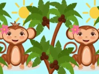 Rozdíly opice