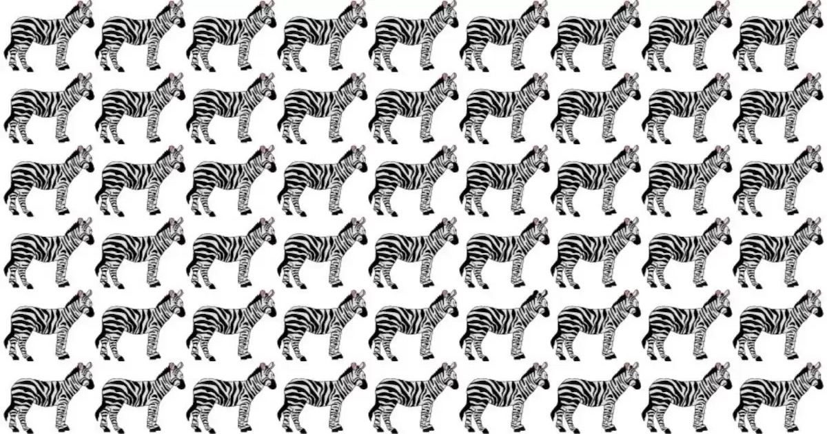 Test zebra