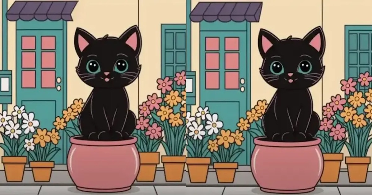 Černá kočka rozdíly
