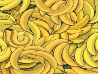 Had v banánech řešení