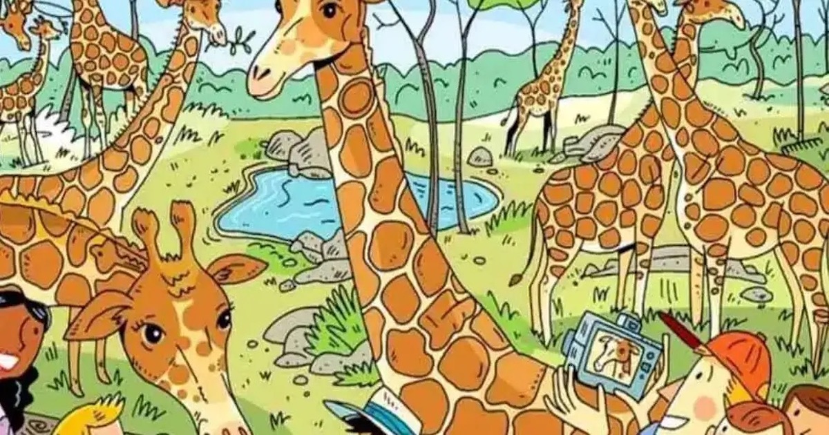 Obrázek žiraf