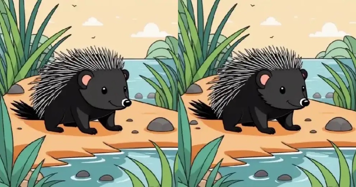 Rozdíly ježek