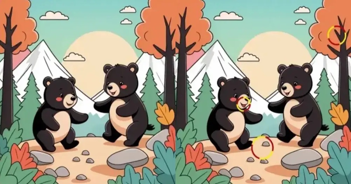 Rozdíly medvědi řešení