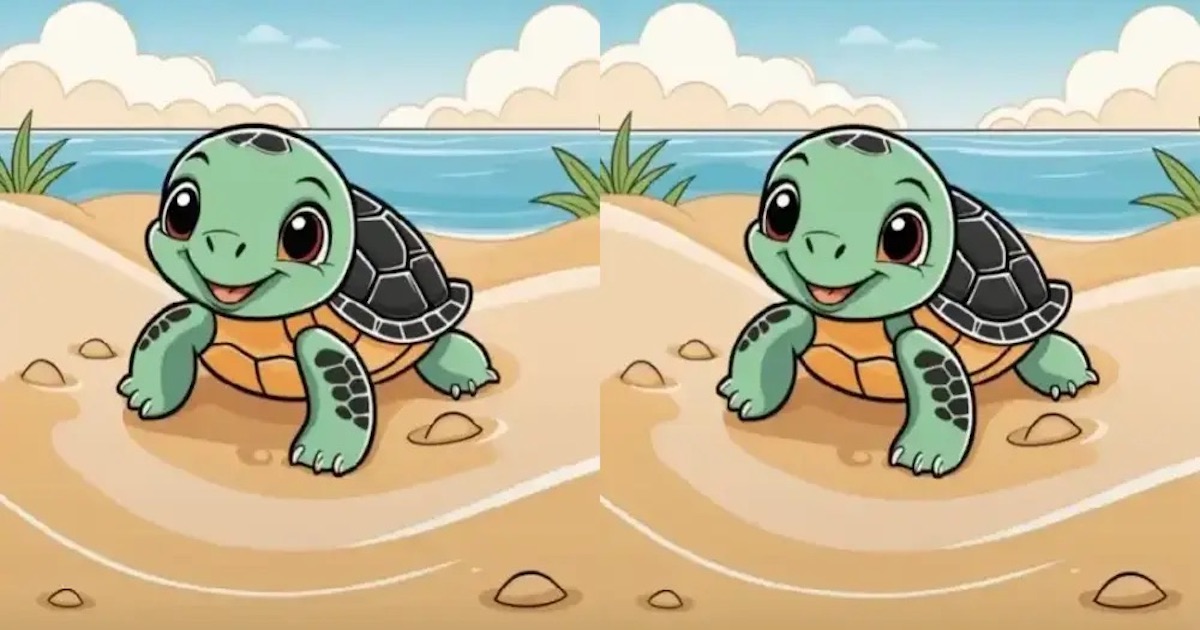 Rozdíly želva