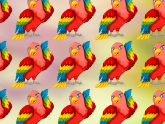 vizuální test s papoušky