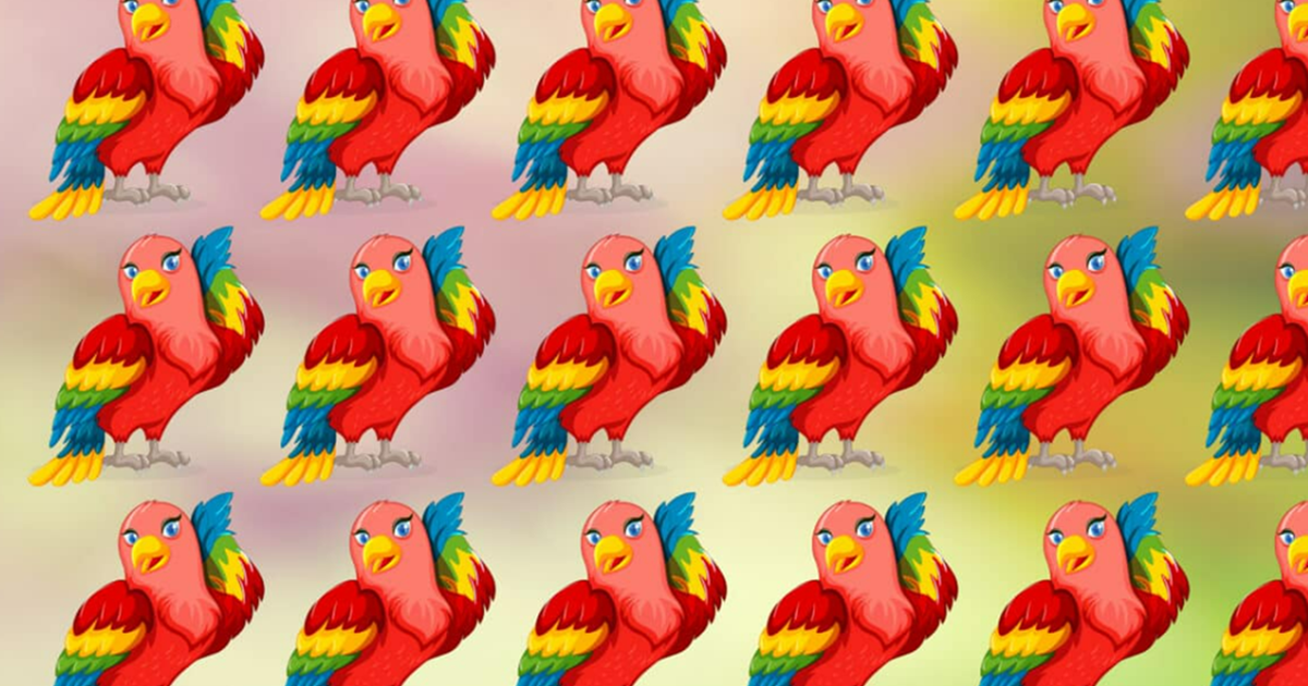 vizuální test s papoušky