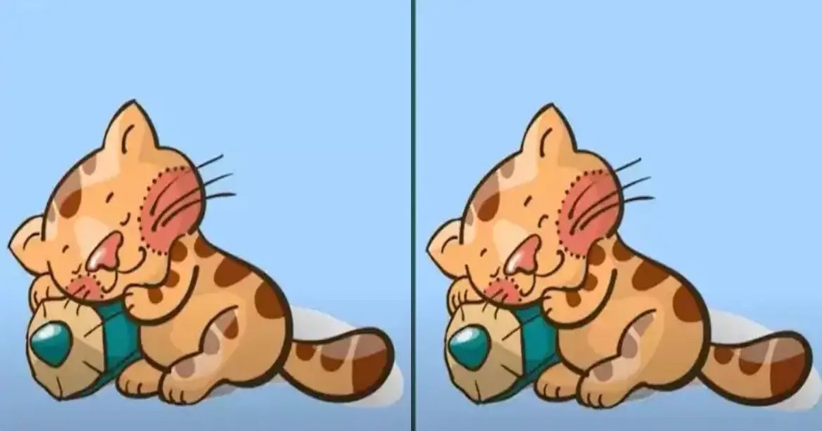 Rozdíly kotě
