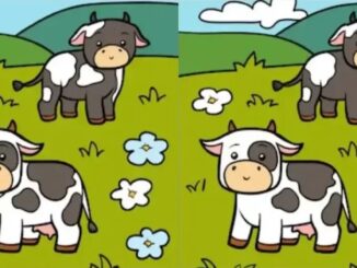 Rozdíly krávy