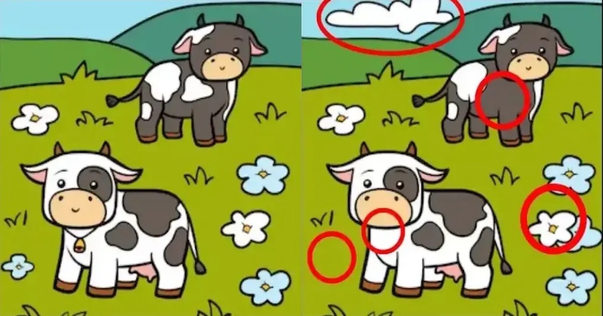 Rozdíly krávy řešení