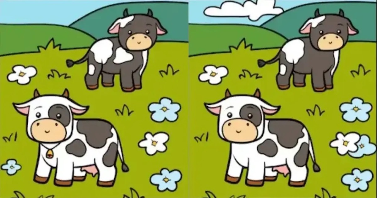 Rozdíly krávy