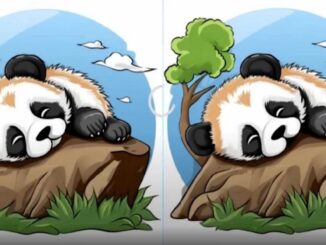 Rozdíly panda
