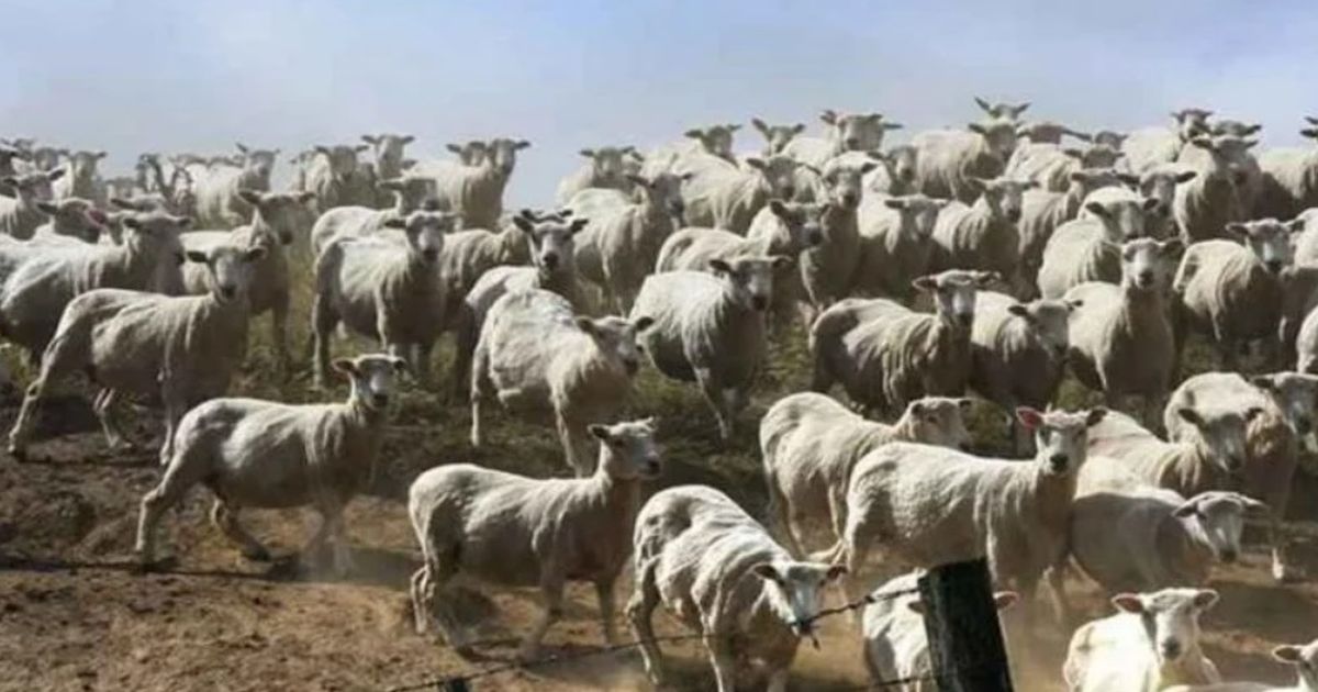 Stádo ovcí hádanka