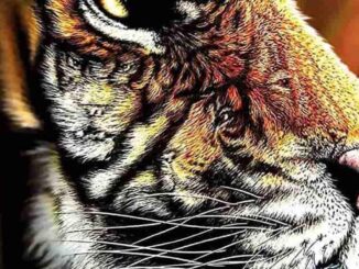Tygři náhledový obrázek
